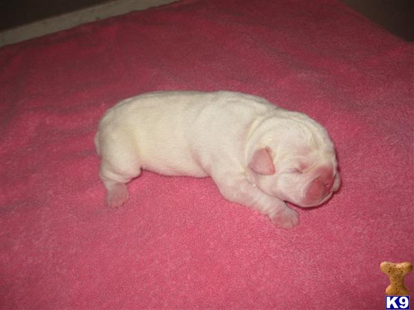 Puppies in OK